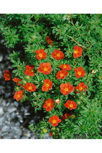 Перстач кущовий Marrob