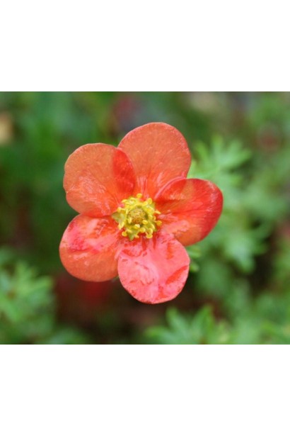 Лапчатка кущова Марроб червона квітка