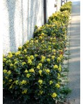 Магонія падуболиста | Магония падуболистная | Mahonia aquifolium
