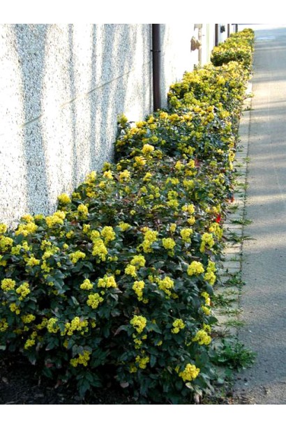 Бордюрна посадка магонії падуболистої