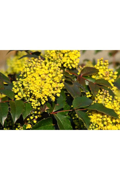 Mahonia aquifolium