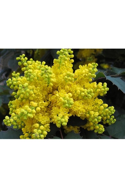 Суцвіття яскраво-жовтих квітів магонії падуболистої зібраних в суцвіття