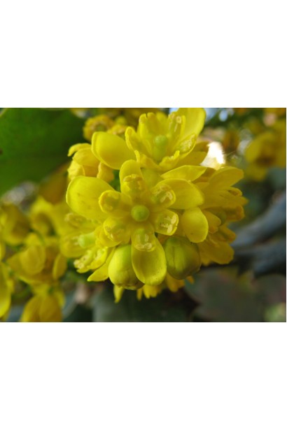 Магонія падуболиста лимонно-жовті квіти