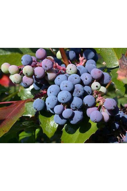 Магонія падуболиста синювато-чорні ягоди з восковим нальотом