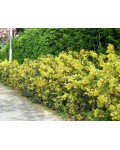 Магония падуболистная | Магонія падуболиста | Mahonia aquifolium
