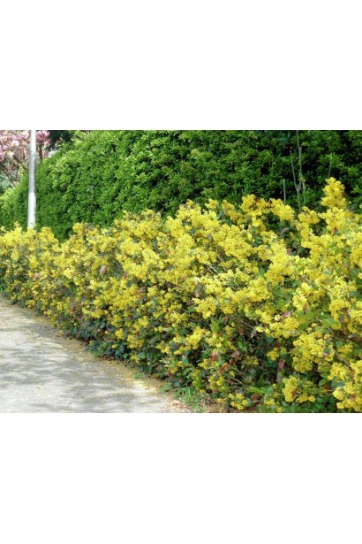 Магонія падуболиста