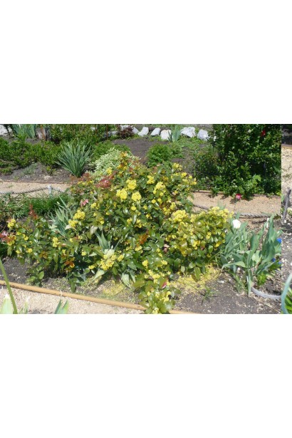 Магонія падуболиста щільний розлогий кущ на клумбі