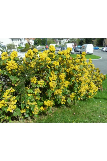 Орегонський гірський виноград