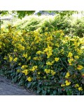 Магония падуболистная | Магонія падуболиста | Mahonia aquifolium