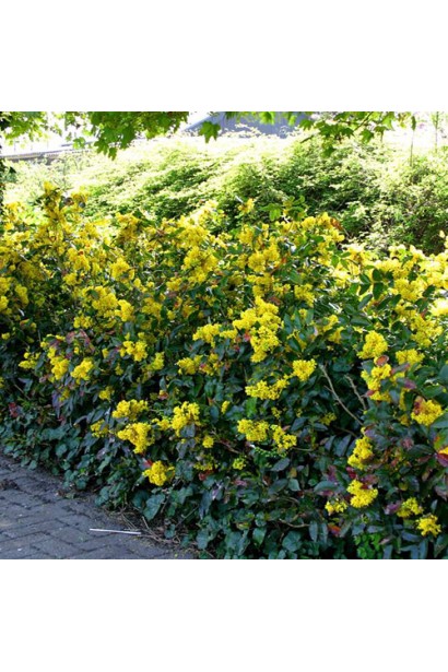 Невисокий квітучий живопліт з магонії падуболистої