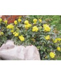 Магонія падуболиста | Магония падуболистная | Mahonia aquifolium