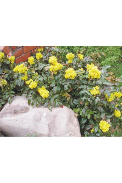 Падубний барбарис в ландшафті