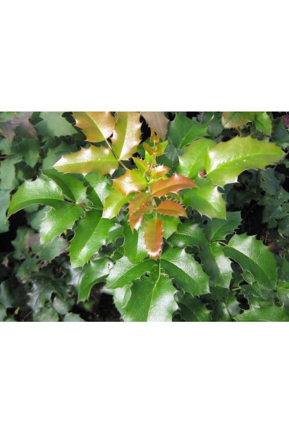 Глянцеве зубчасте темно-зелене листя магонії падуболистої