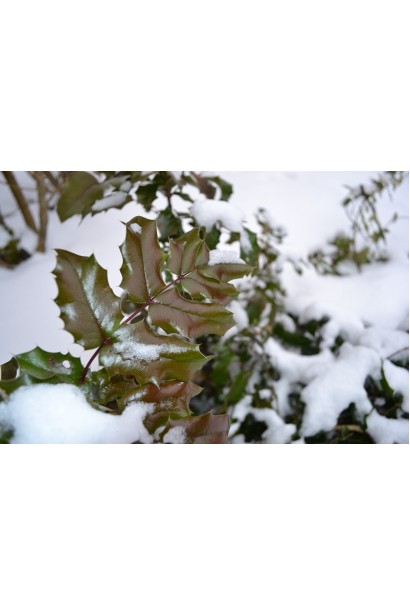 Магонія падуболиста вічнозелене листя взимку під снігом