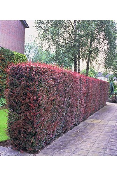 Барбарис тунберга Розі Рокет живопліт