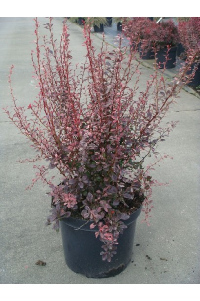 Барбарис Рожева Ракета 