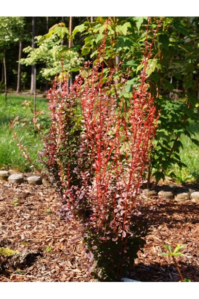 Барбарис тунберга Rosy Rocket в ландшафті