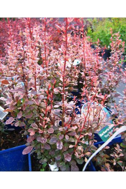 Барбарис тунберга Розі Рокет саджанці