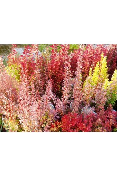 Барбарис тунберга Розі Рокет в ландшафті