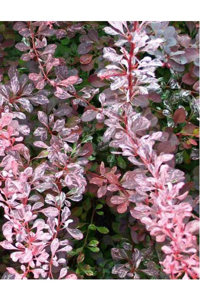 Барбарис тунберга Розі Рокет забарвлення