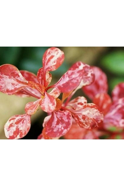 Барбарис тунберга Розі Рокет листя