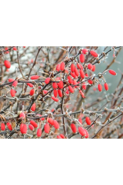 Барбарис тунберга Розі Рокет плоди