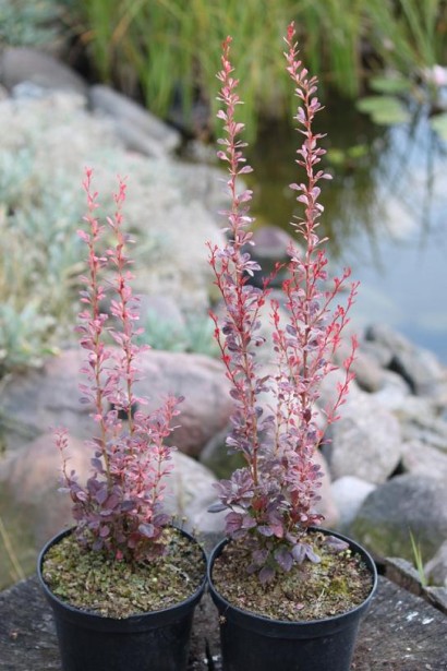Барбарис Розі Рокет саджанці в контейнері