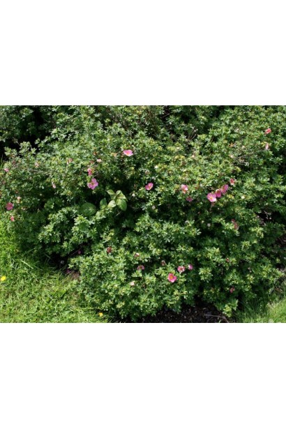 Лапчатка Нью Даун кущі в ландшафті