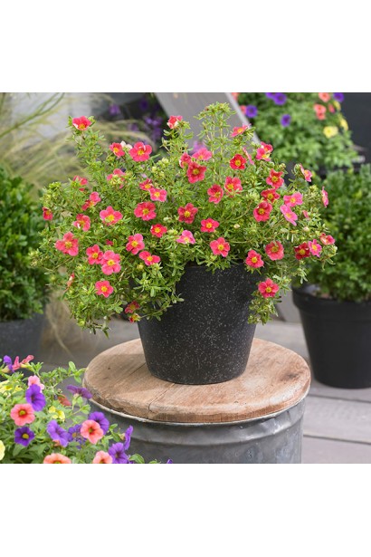 Перстач чагарниковий Нью Даун в контейнері 