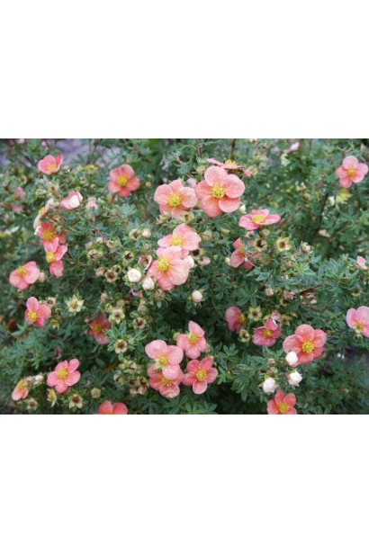 Перстач чагарниковий / Лапчатка кущова Нью Даун