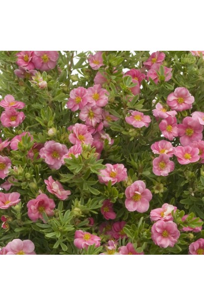 Potentilla fruticosa New Dawn
