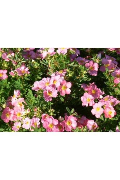 Перстач рожевий Нью Даун