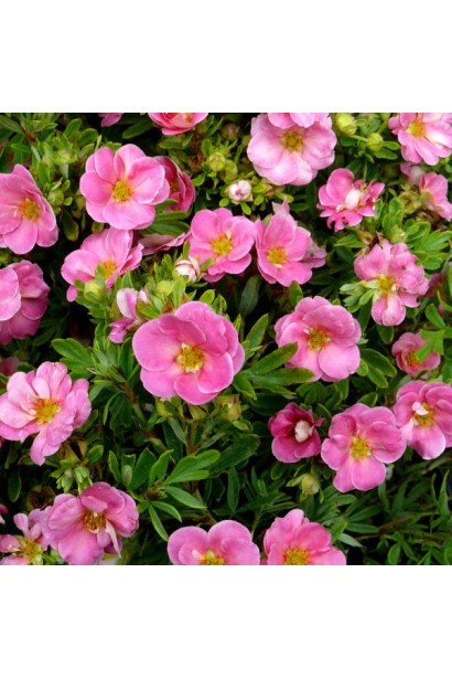 Перстач чагарниковий Нью Даун рясне цвітіння рожевими квітами