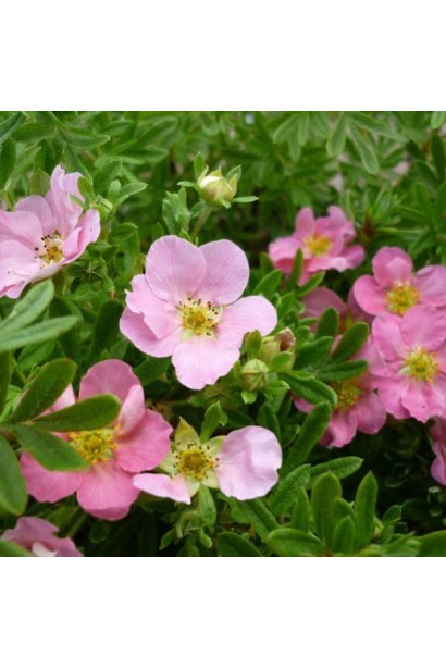 Перстач кущовий Нью Даун квіти