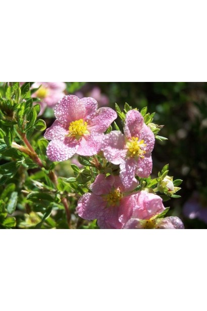 Лапчатка рожева New Dawn