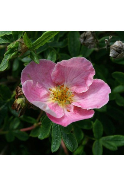 Перстач чагарниковий Нью Даун ніжно-рожева квітка 