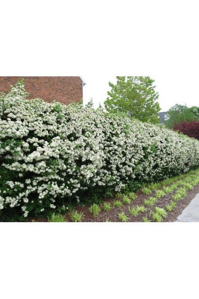 Цветение пираканты Оранж Глоу: нежные белые цветы на фоне темных листьев.