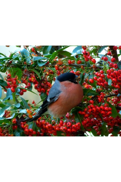 Ягоды пираканты: не только декоративны, но и привлекательны для птиц в зимний период.