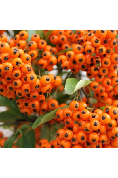 Пираканта Оранж Глоу: яркий декоративный кустарник с оранжевыми ягодами.