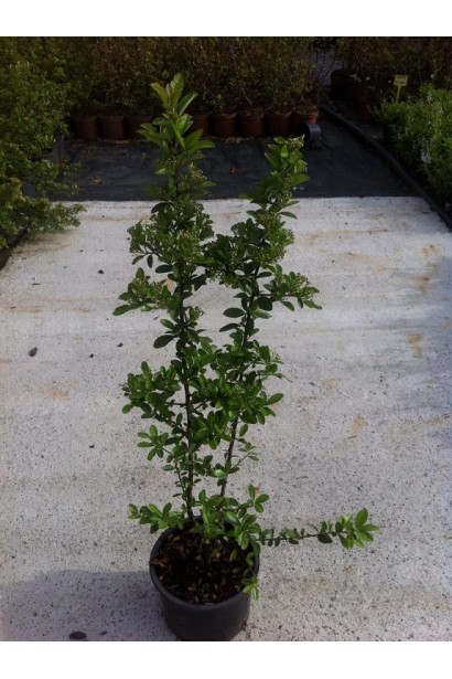 Саженец пиракантов Оранж Глоу в контейнере