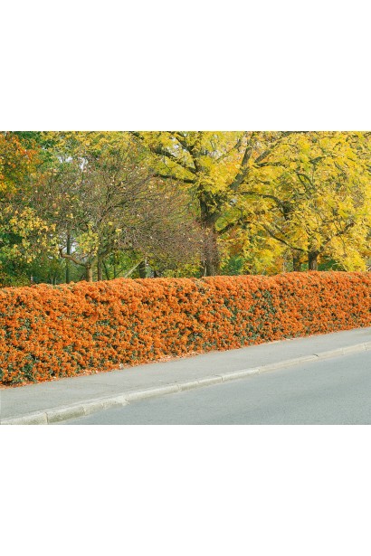 Живая изгородь из Пираканты Оранж Глоу