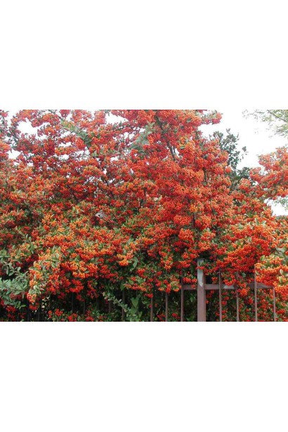 Пираканта Оранж Глоу