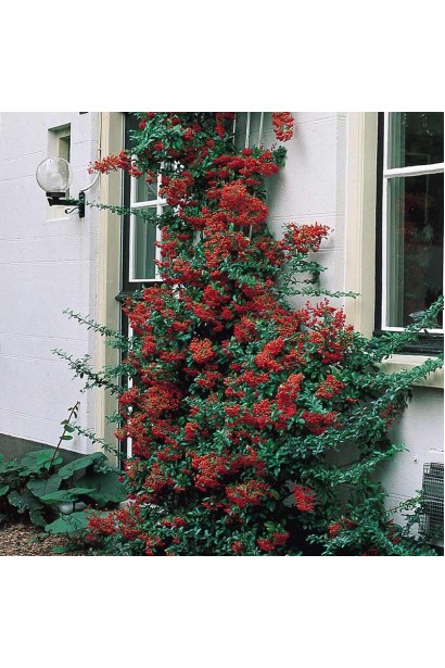 Пираканта Оранж Глоу: отличный выбор для ландшафтного дизайна, придающего яркие акценты.