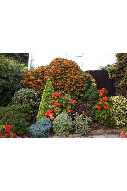 Пираканта Оранж Глоу | Піраканта Оранж Глоу | Pyracantha Orange Glow