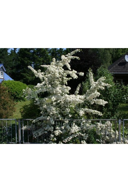 Цветение Пираканты Оранж Глоу