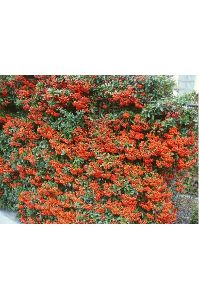 Ягоды пираканты: не только декоративны, но и привлекательны для птиц в зимний период.