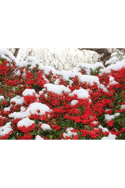 Ягоды пираканты: собраны в гроздья, придают декоративный эффект в течение осени и зимы.