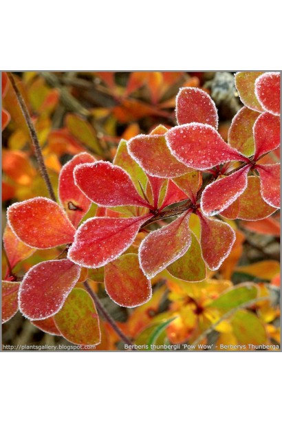 Барбарис Тунберга Паувау восени