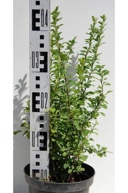 Барбарис Тунберга Паувау  висота 45 см