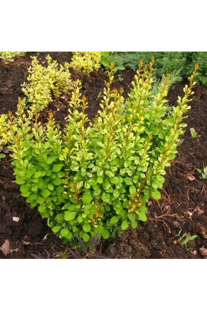 Барбарис тунберга Powwow